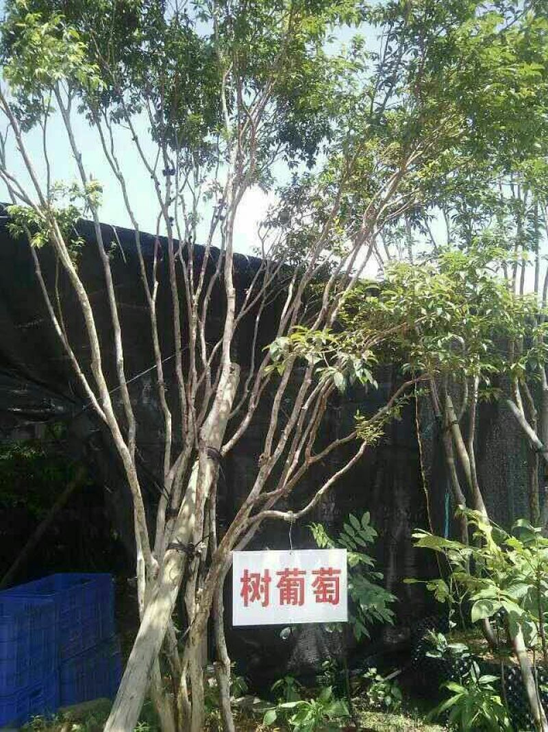 嘉宝果树苗1年