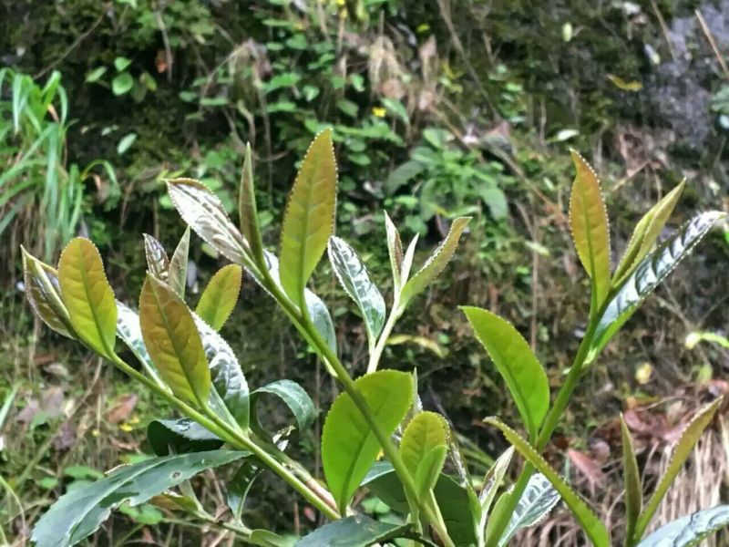 乌龙红茶一级