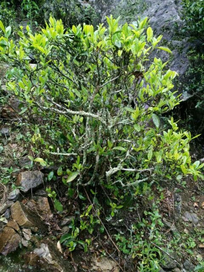 乌龙红茶一级