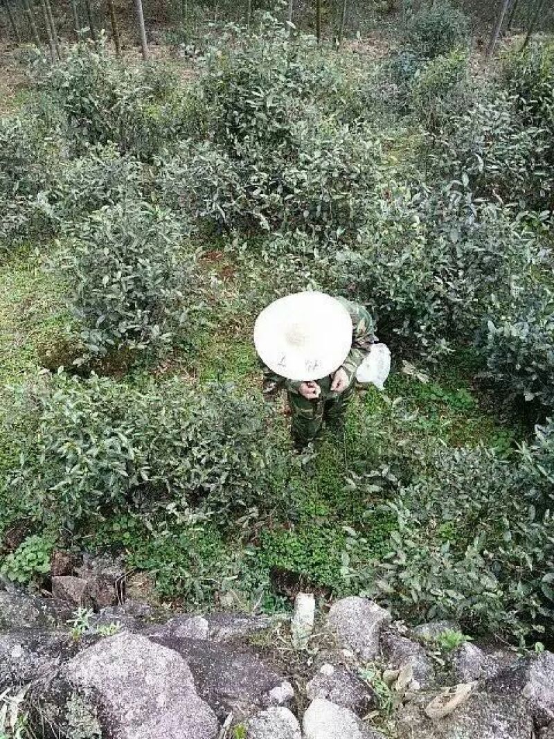 乌龙红茶一级