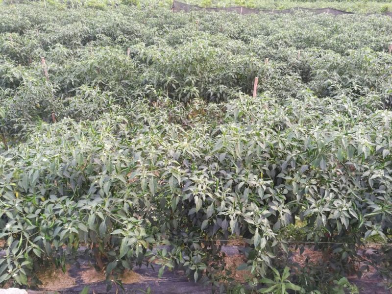 朝天椒5~10厘米特辣红