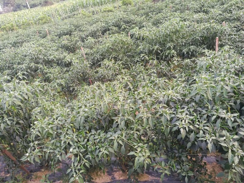 朝天椒5~10厘米特辣红