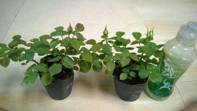 四季玫瑰20~30cm