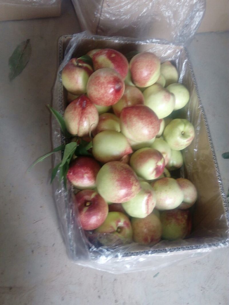 中油5号油桃中油十六