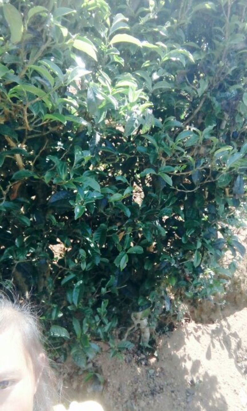 百年大树茶二级