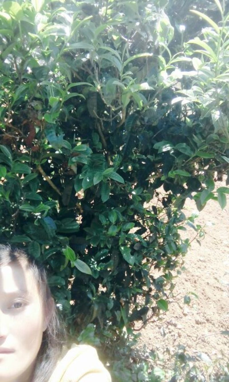 百年大树茶二级