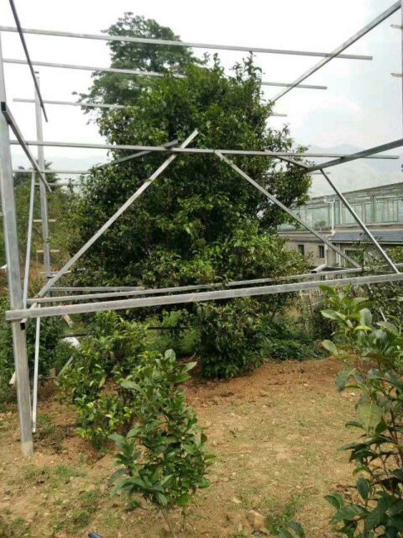 百年大树茶二级