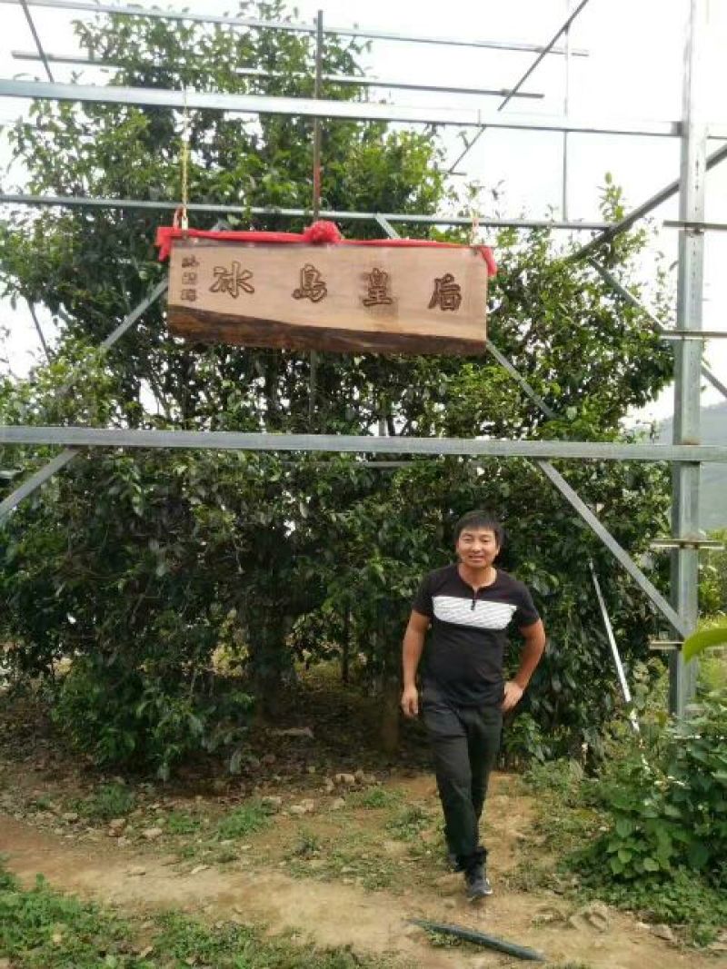 百年大树茶二级