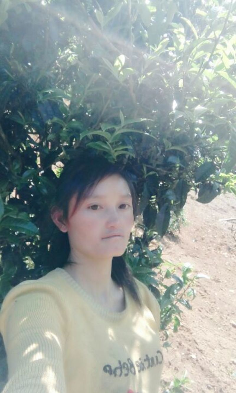 百年大树茶二级