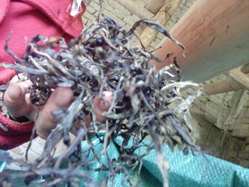 百年大树茶二级
