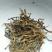 百年大树茶二级