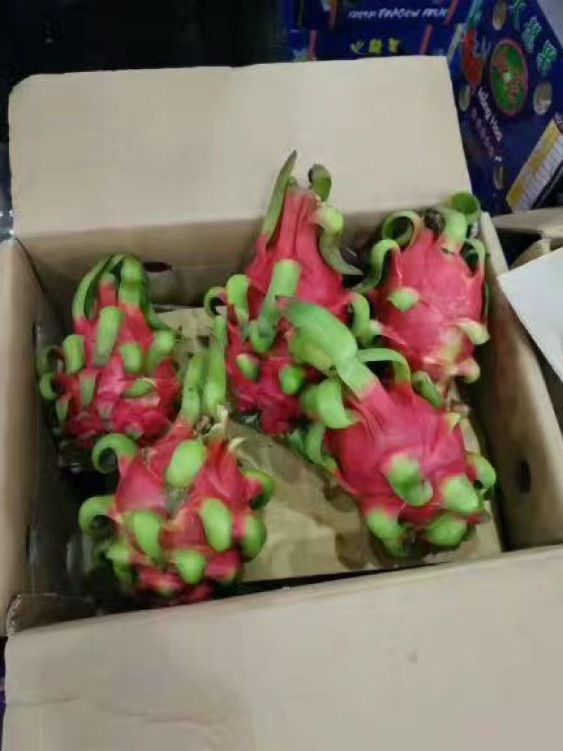 红心火龙果中（5-7两）