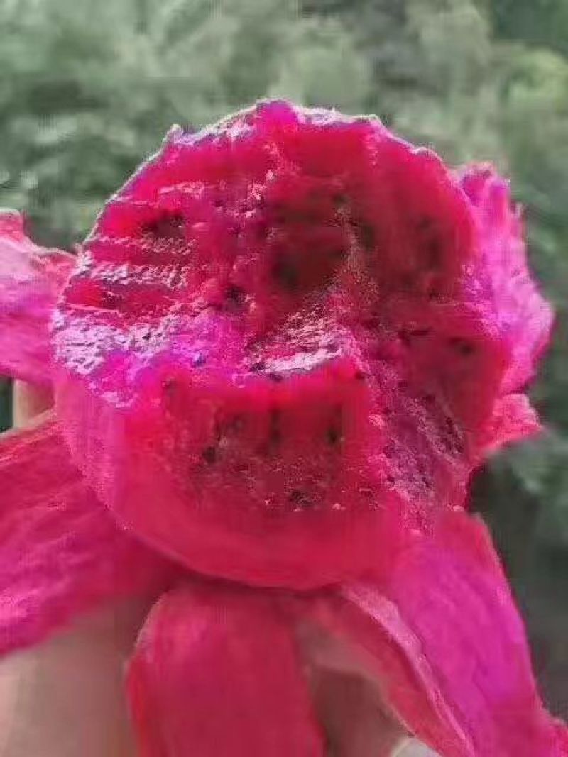 红心火龙果中（5-7两）