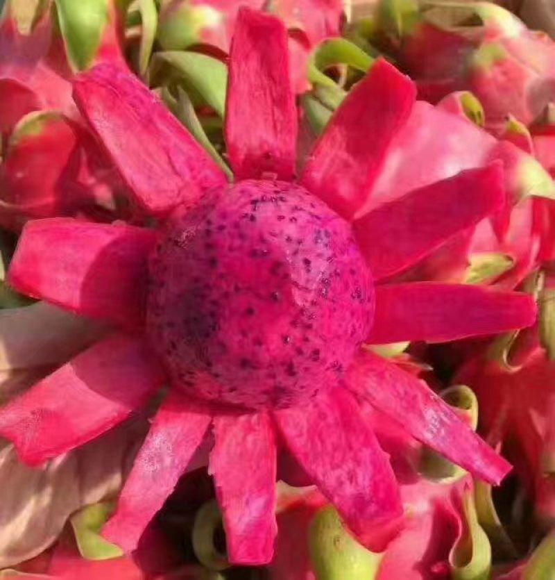 红心火龙果中（5-7两）