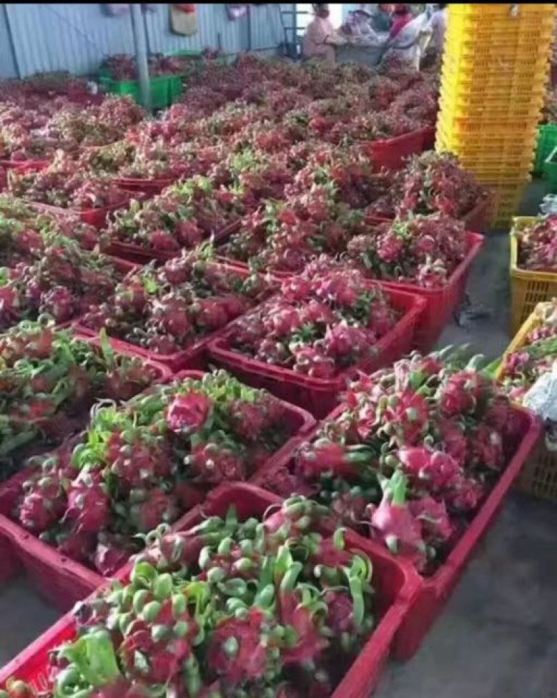 红心火龙果中（5-7两）