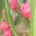 红心火龙果中（5-7两）