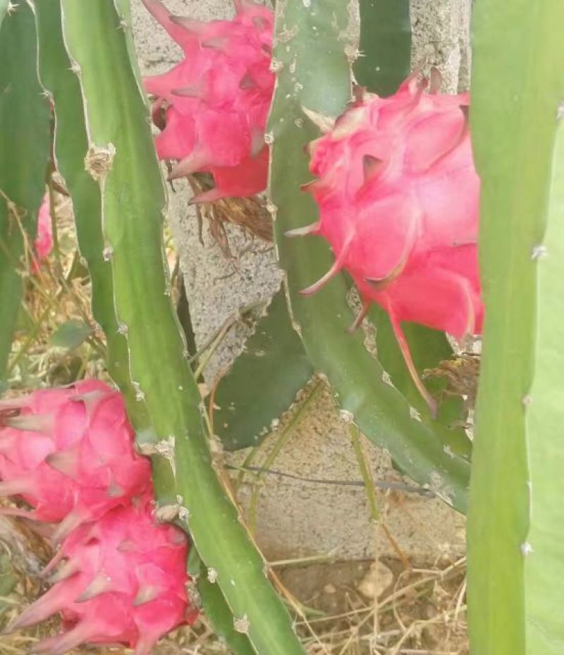 红心火龙果中（5-7两）