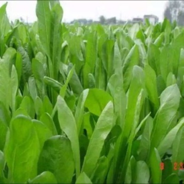 菊苣货到付款免费发票