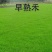 早熟禾种子90%以上