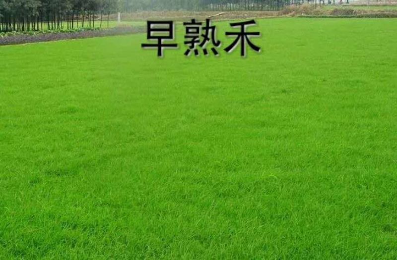 早熟禾种子90%以上