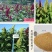 牧草种子支持货到付款