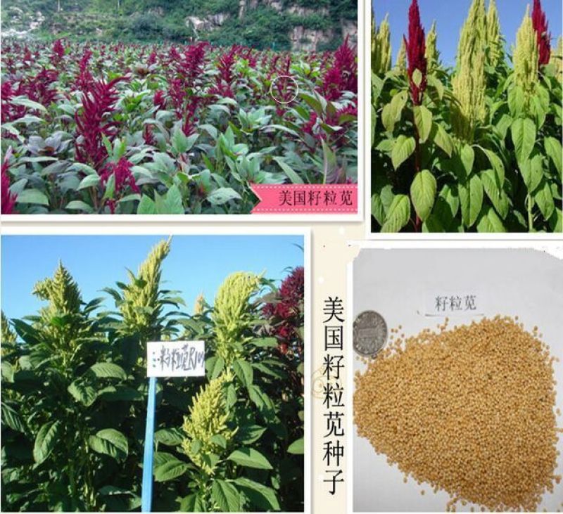 牧草种子支持货到付款