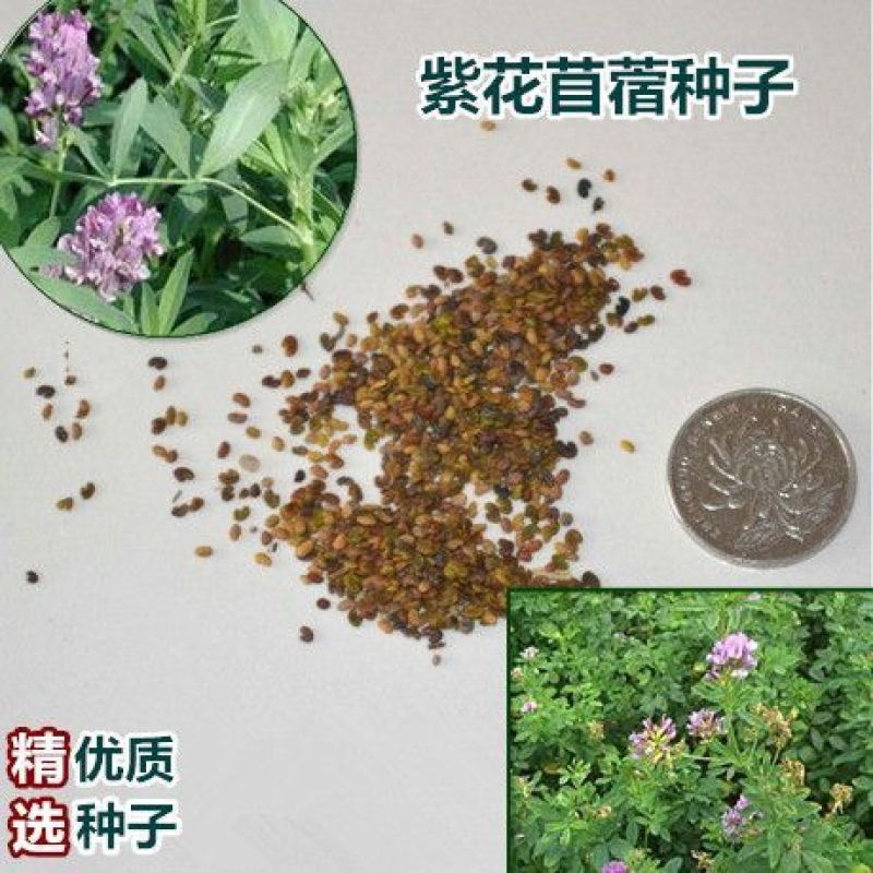 牧草种子支持货到付款