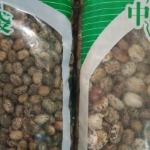 蓖麻子药用蓖麻子红黑蓖麻子籽不是种子