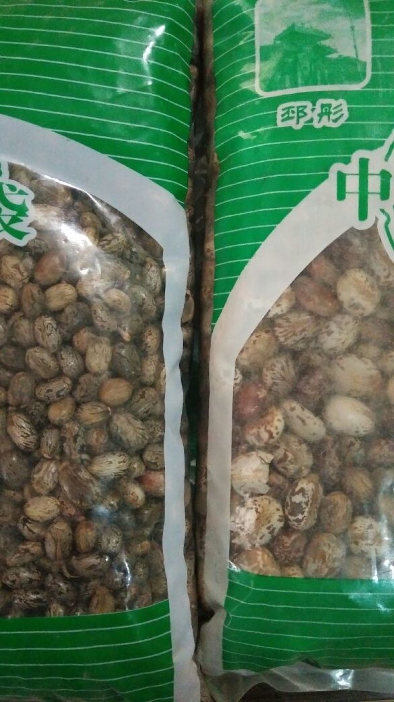 蓖麻子药用蓖麻子红黑蓖麻子籽不是种子