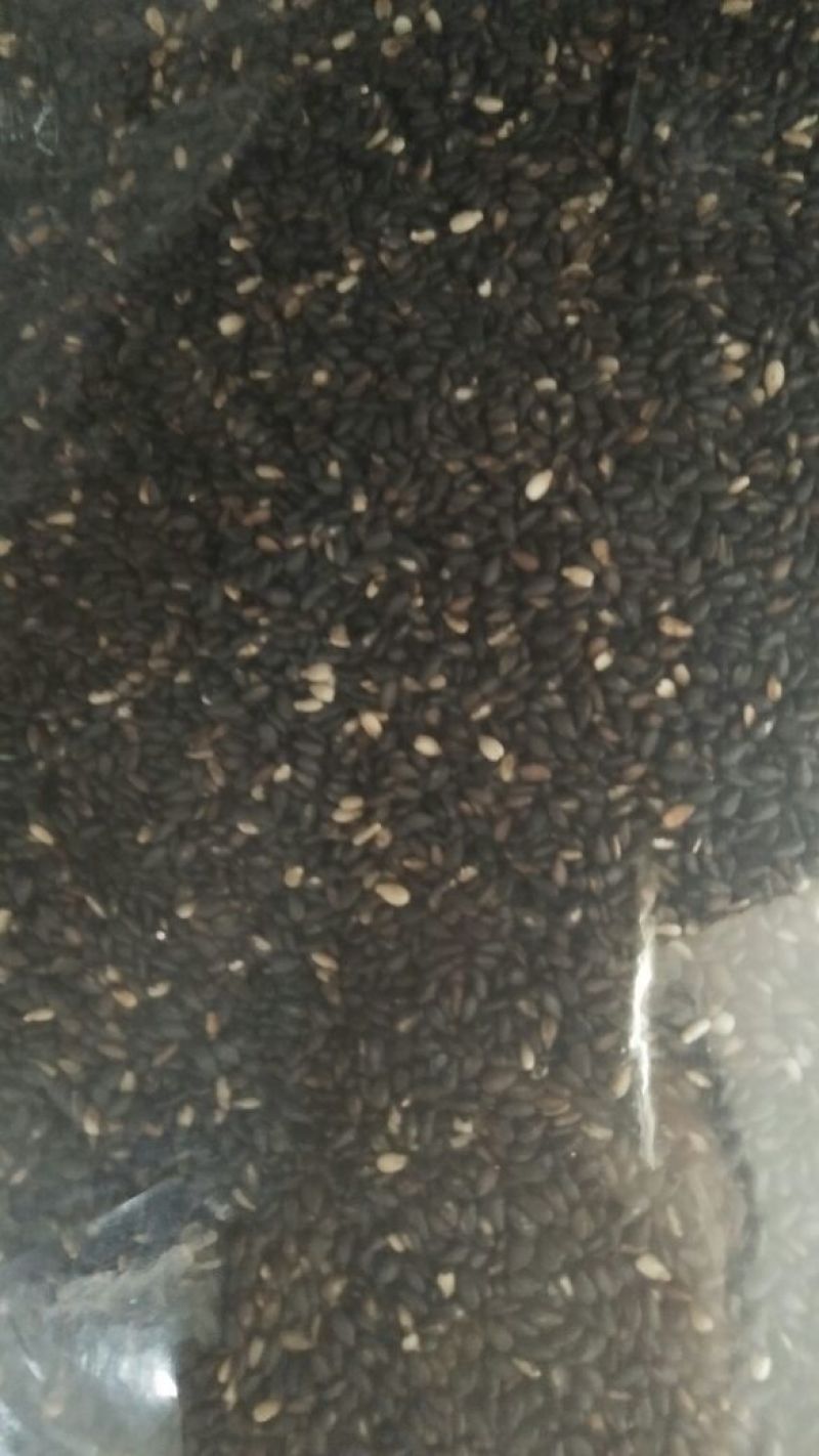 黑芝麻药用黑芝麻打粉炒黑芝麻各种中药材批发质量保证