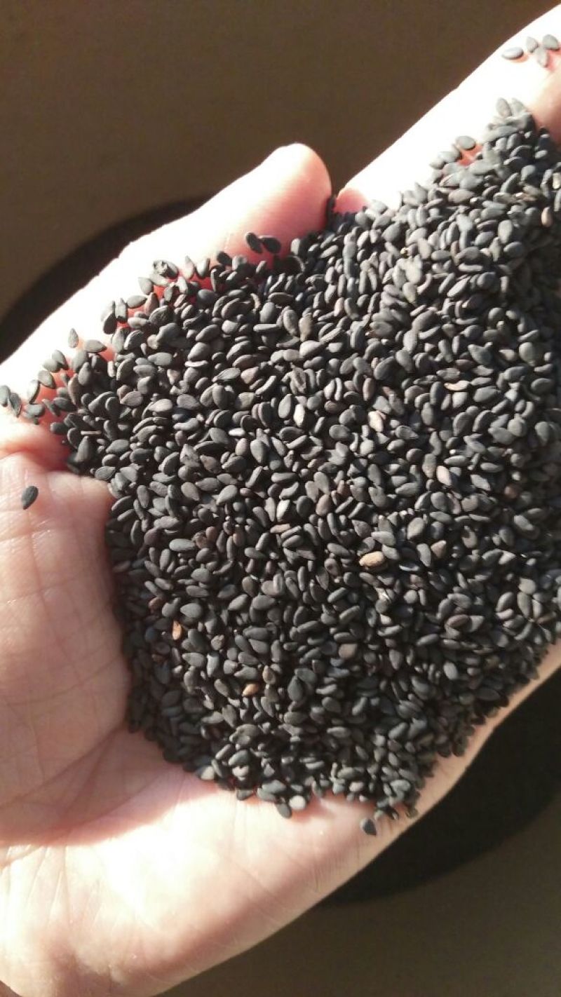 黑芝麻药用黑芝麻打粉炒黑芝麻各种中药材批发质量保证