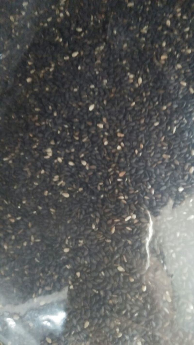 黑芝麻药用黑芝麻打粉炒黑芝麻各种中药材批发质量保证