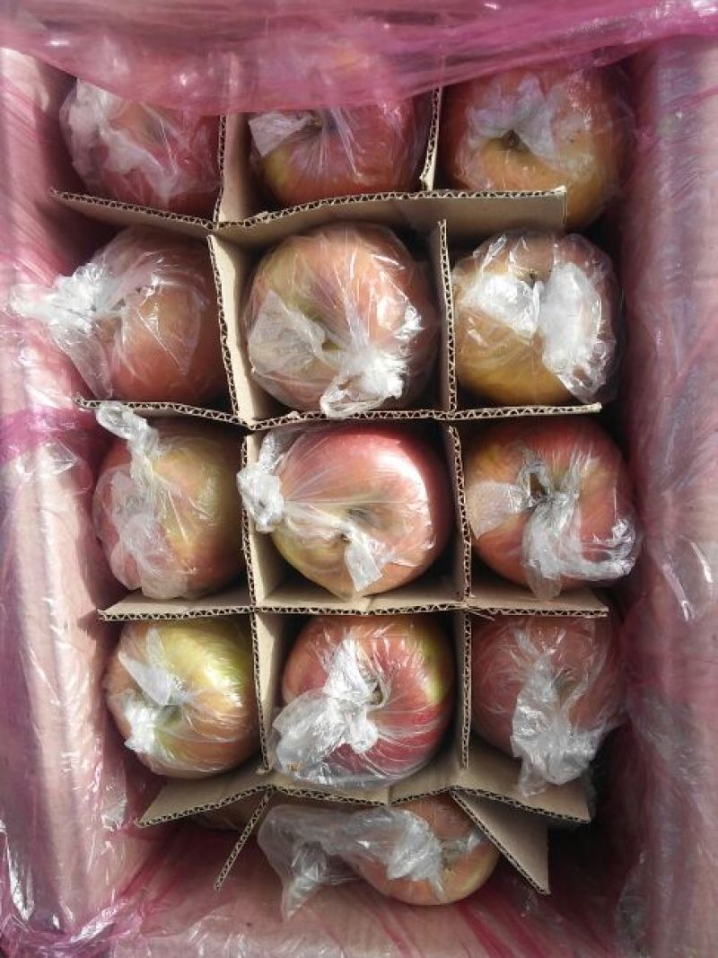 红富士苹果75mm以上膜袋
