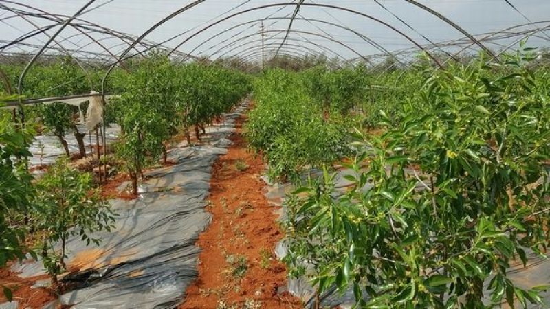 枣树苗沾化冬枣特大枣苗南方北方种植盆栽地栽果树苗当年结果