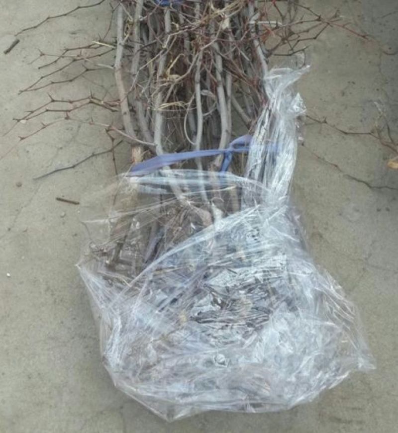 枣树苗沾化冬枣特大枣苗南方北方种植盆栽地栽果树苗当年结果