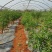 枣树苗沾化冬枣特大枣苗南方北方种植盆栽地栽果树苗当年结果