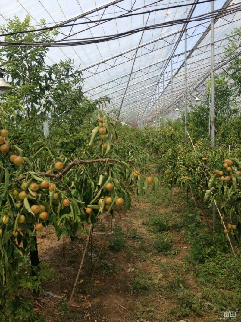 枣树苗沾化冬枣特大枣苗南方北方种植盆栽地栽果树苗当年结果