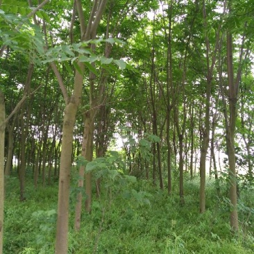 黄山栾树14~16cm14~16cm2.5~3米
