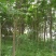 黄山栾树14~16cm14~16cm2.5~3米