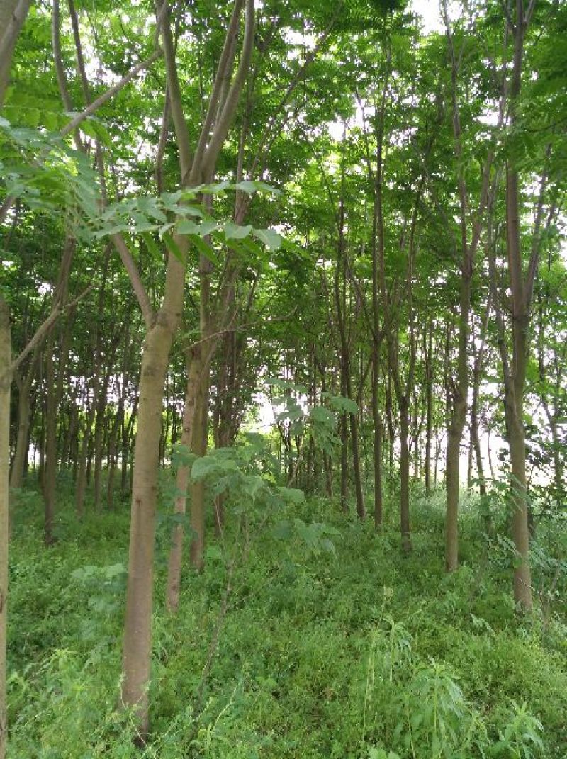 黄山栾树14~16cm14~16cm2.5~3米