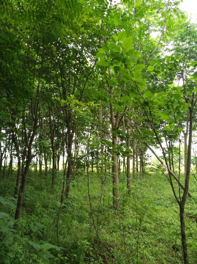黄山栾树14~16cm14~16cm2.5~3米