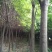 黄山栾树14~16cm14~16cm2.5~3米