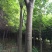 黄山栾树14~16cm14~16cm2.5~3米