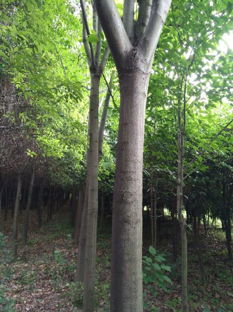 黄山栾树14~16cm14~16cm2.5~3米
