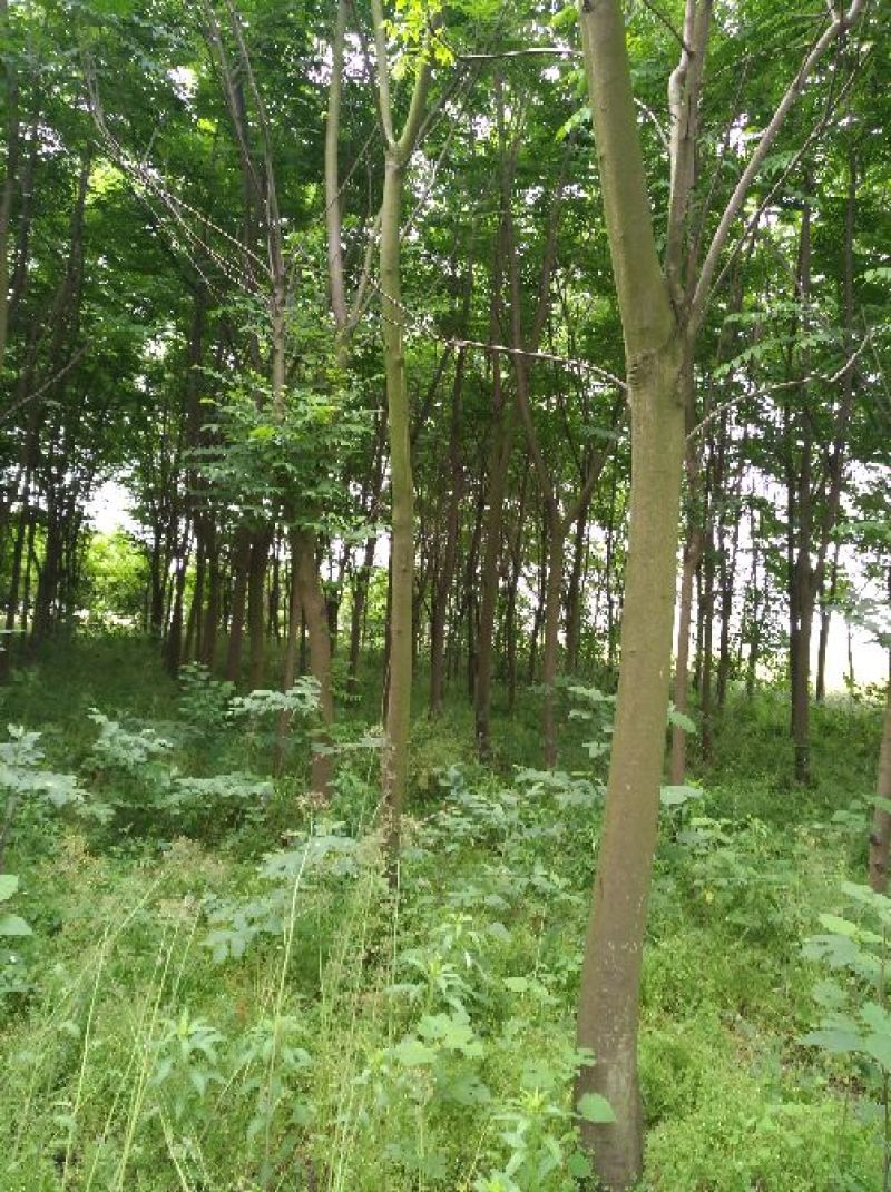 黄山栾树14~16cm14~16cm2.5~3米