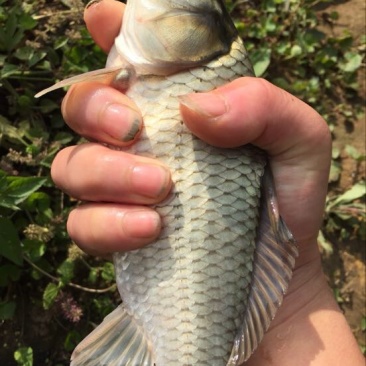 异育银鲫