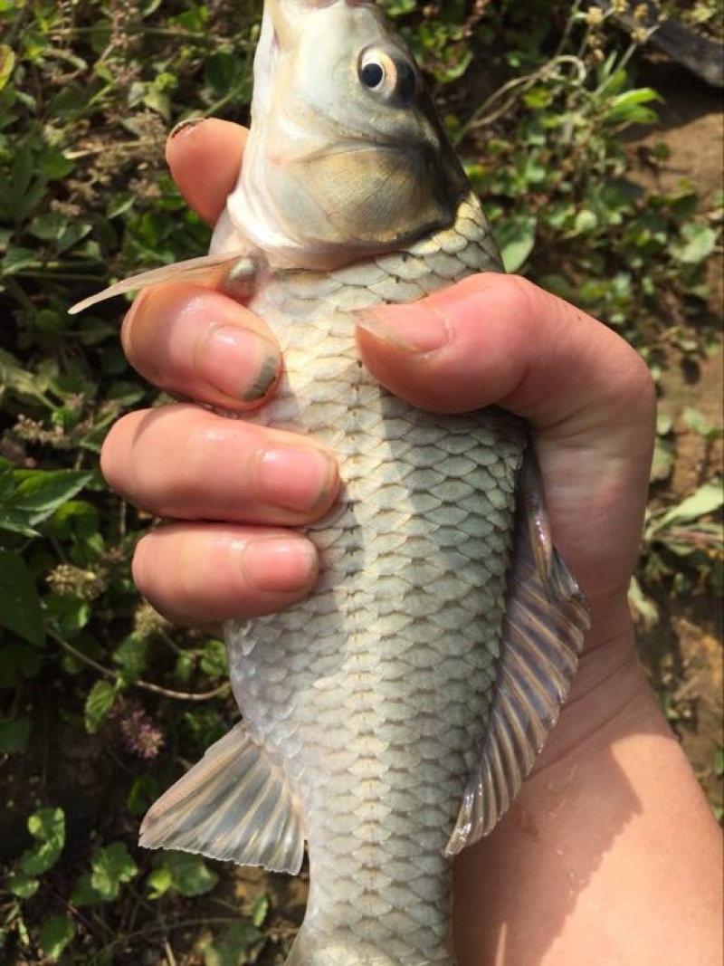 异育银鲫