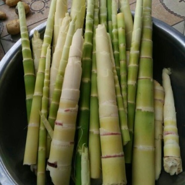 苦笋10~15cm以上