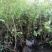 蓝莓苗50~80cm2年以上基地直销价格公道