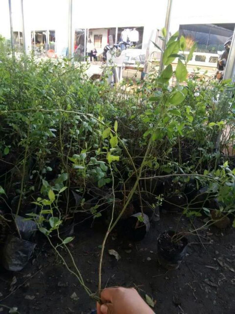 蓝莓苗50~80cm2年以上基地直销价格公道